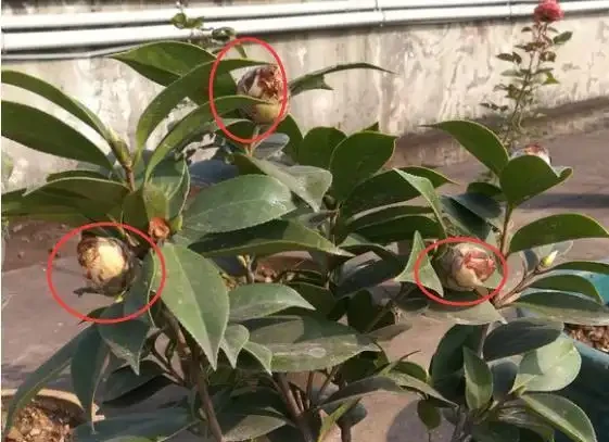 養茶花，學會4個促花「土方法」，年年開爆花，再也不脫蕾！