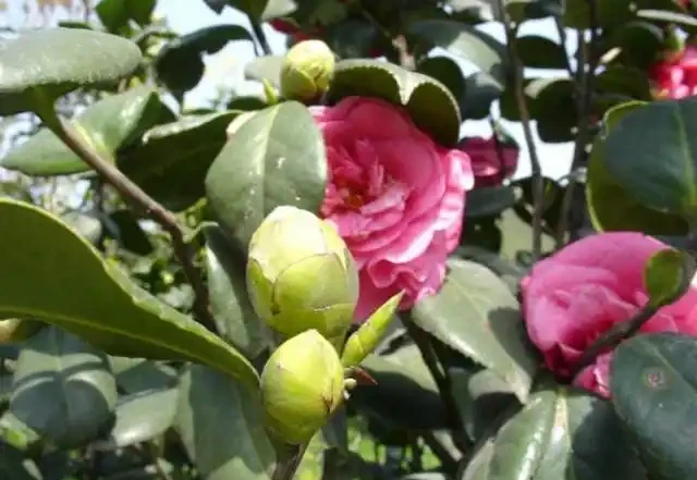養茶花，學會4個促花「土方法」，年年開爆花，再也不脫蕾！