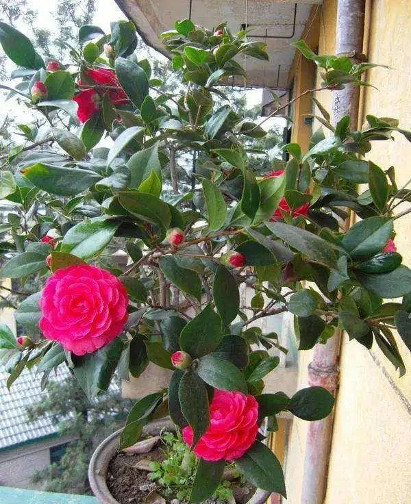 養茶花，學會4個促花「土方法」，年年開爆花，再也不脫蕾！