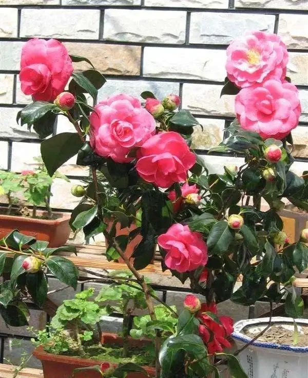 養茶花，學會4個促花「土方法」，年年開爆花，再也不脫蕾！