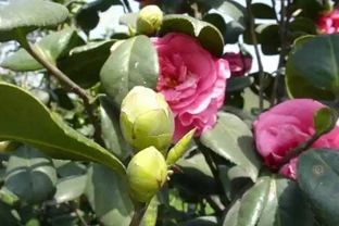 養茶花，學會4個促花「土方法」，年年開爆花，再也不脫蕾！
