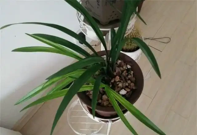 要想蘭花養得好,這6個黃葉因素,要記牢
