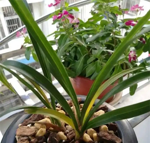要想蘭花養得好,這6個黃葉因素,要記牢