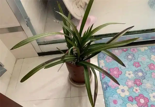 要想蘭花養得好,這6個黃葉因素,要記牢
