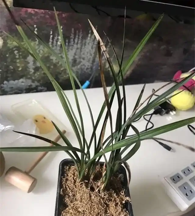 要想蘭花養得好,這6個黃葉因素,要記牢
