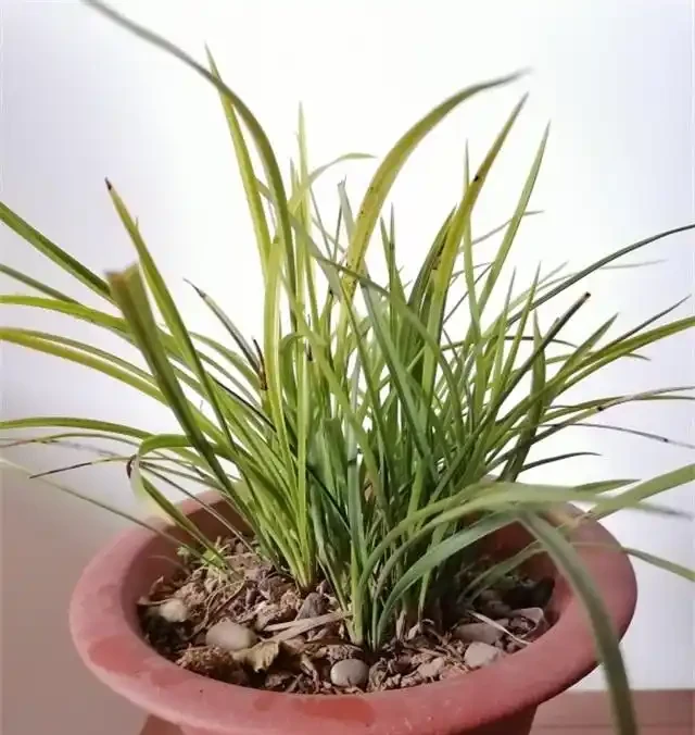 要想蘭花養得好,這6個黃葉因素,要記牢