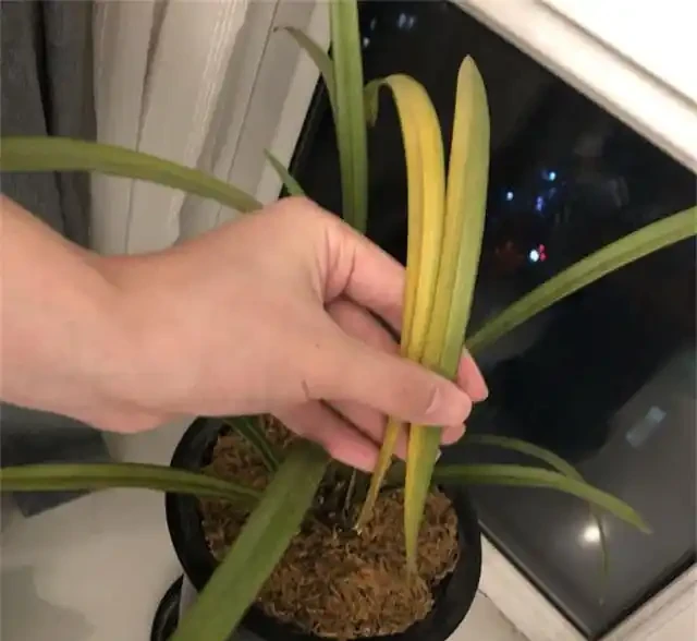 要想蘭花養得好,這6個黃葉因素,要記牢