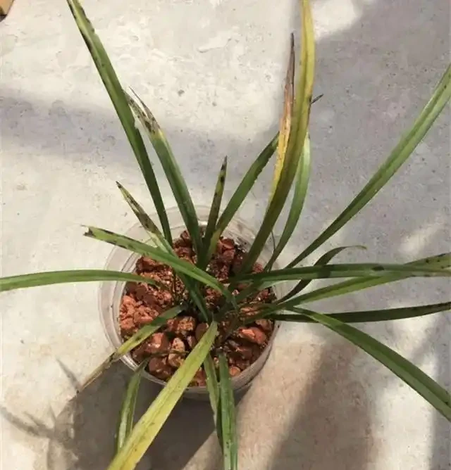 要想蘭花養得好,這6個黃葉因素,要記牢