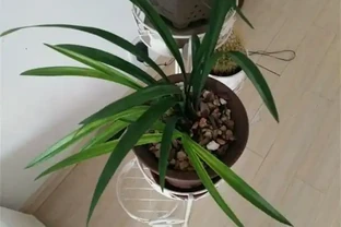 要想蘭花養得好，這6個黃葉因素，要記牢