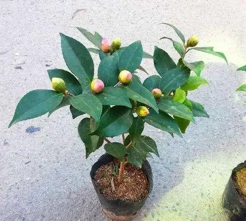 茶花用什麼土栽種好？分享3個配土方法，簡單好操作，不容易腐根