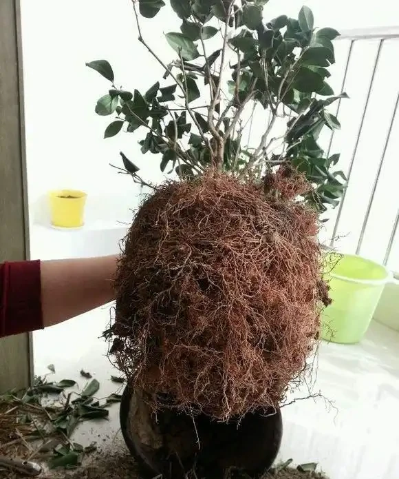 茶花用什麼土栽種好？分享3個配土方法，簡單好操作，不容易腐根