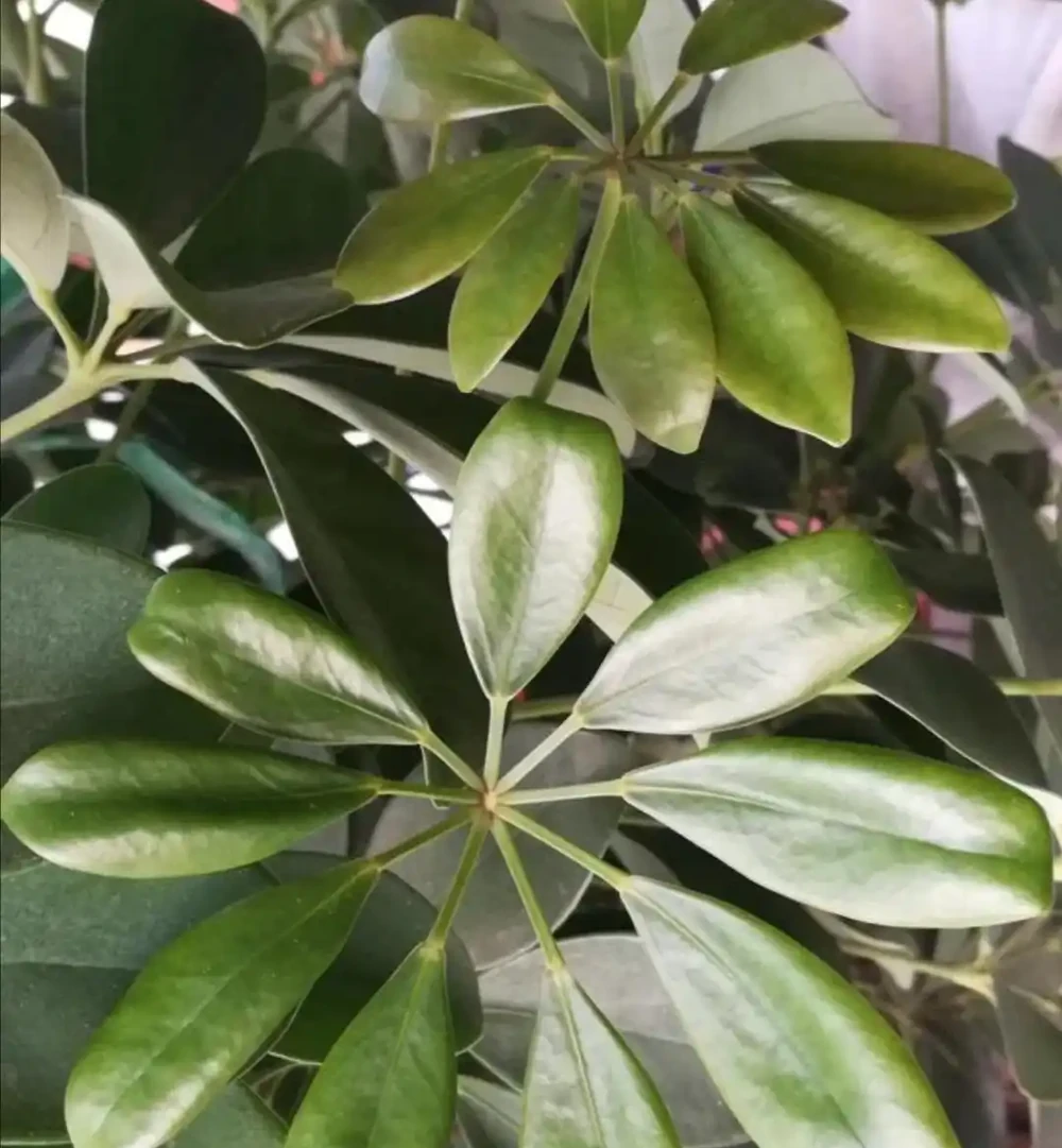 這樣養護鵝掌藤,就能枝葉茂密