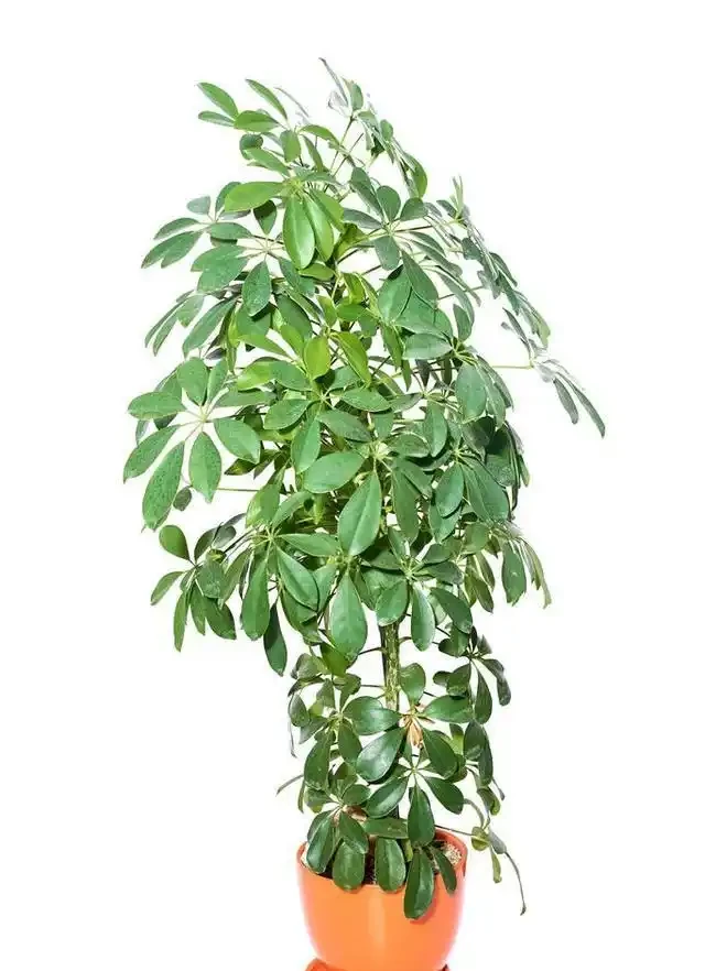這樣養護鵝掌藤,就能枝葉茂密