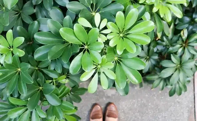 這樣養護鵝掌藤,就能枝葉茂密