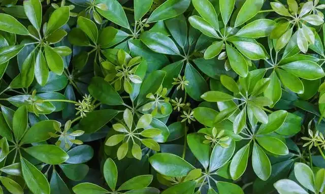 這樣養護鵝掌藤,就能枝葉茂密