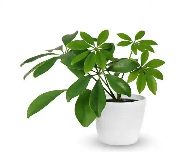 這樣養護鵝掌藤,就能枝葉茂密