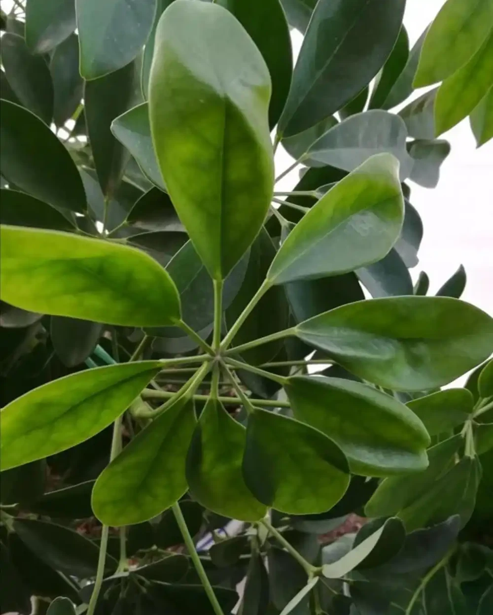 這樣養護鵝掌藤,就能枝葉茂密