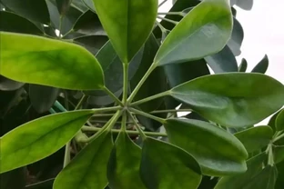 這樣養護鵝掌藤，就能枝葉茂密