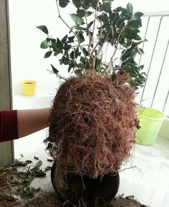 養「茶花盆栽」,「長勢」瘦弱不飽滿,做好5個方面,枝多花也多