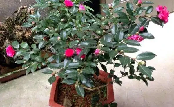 養「茶花盆栽」,「長勢」瘦弱不飽滿,做好5個方面,枝多花也多