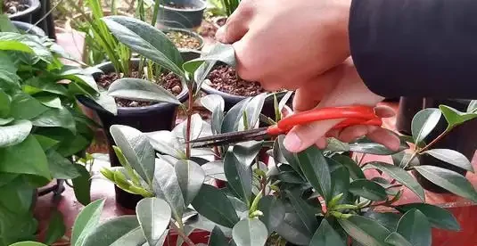 養「茶花盆栽」,「長勢」瘦弱不飽滿,做好5個方面,枝多花也多