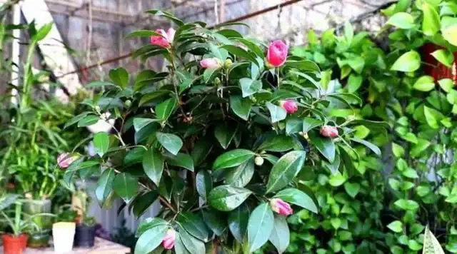 養「茶花盆栽」,「長勢」瘦弱不飽滿,做好5個方面,枝多花也多