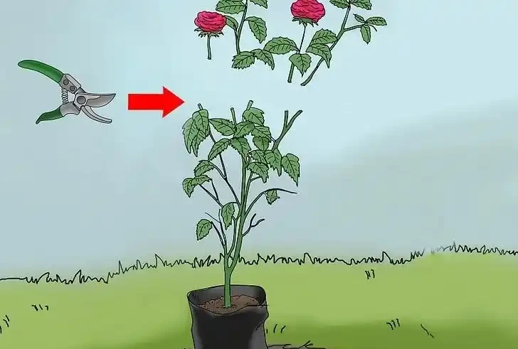 玫瑰全年修剪圖文教程。一文在手,修剪不愁。開花更多,植株更壯