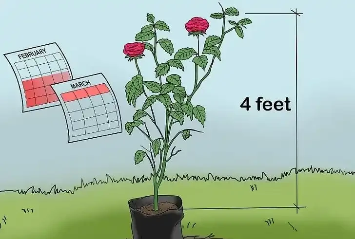 玫瑰全年修剪圖文教程。一文在手,修剪不愁。開花更多,植株更壯