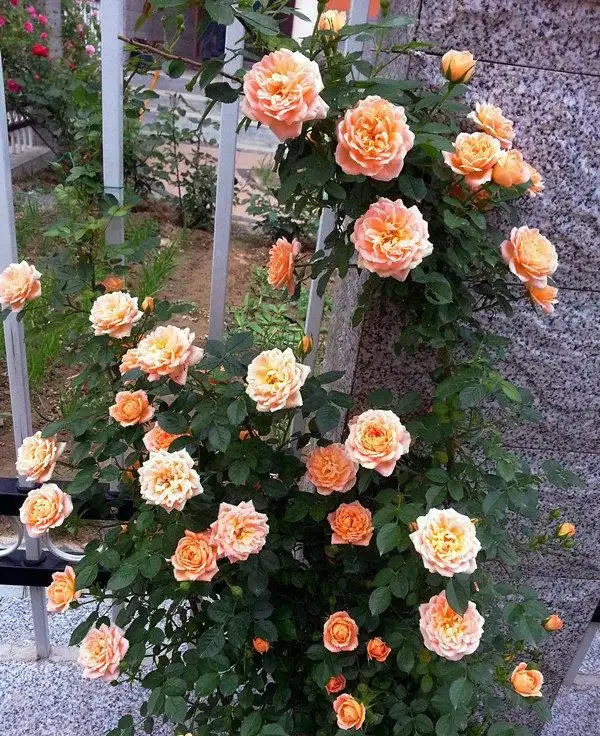 甜蜜之夢