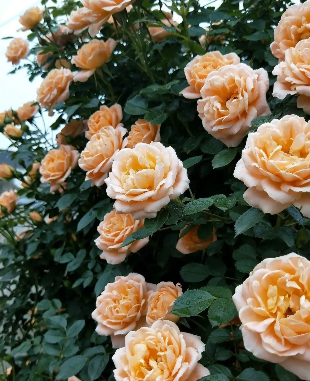 開花美麗
