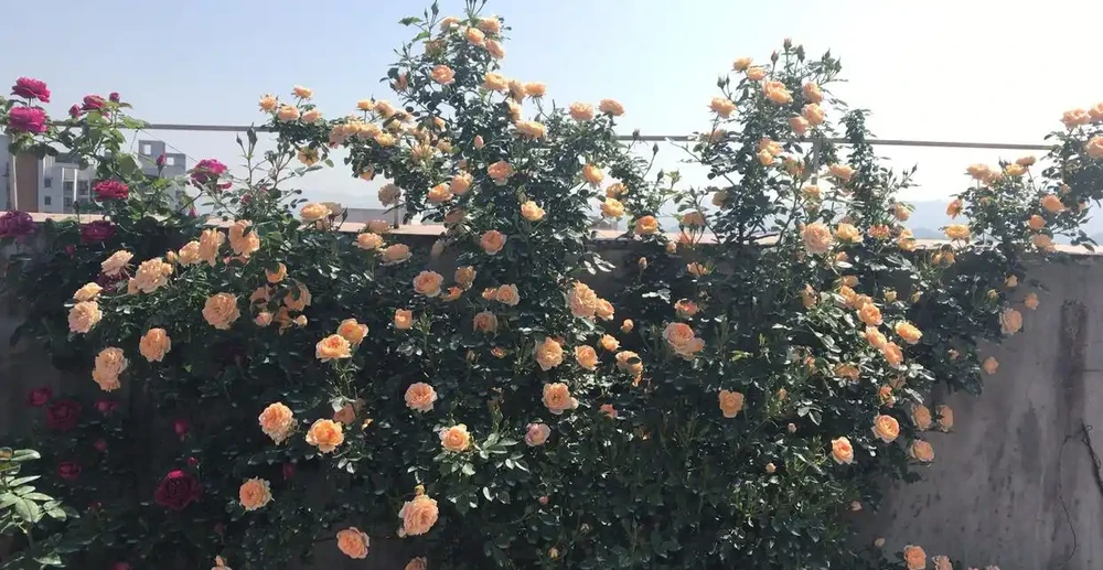 今期主角