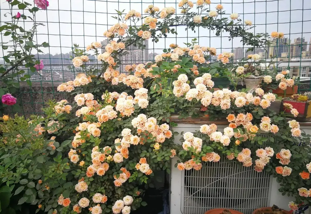 開花期全年