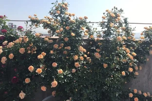 此款爬牆玫瑰，四季都開花，能打造花牆，好看又好養，陽臺也能養
