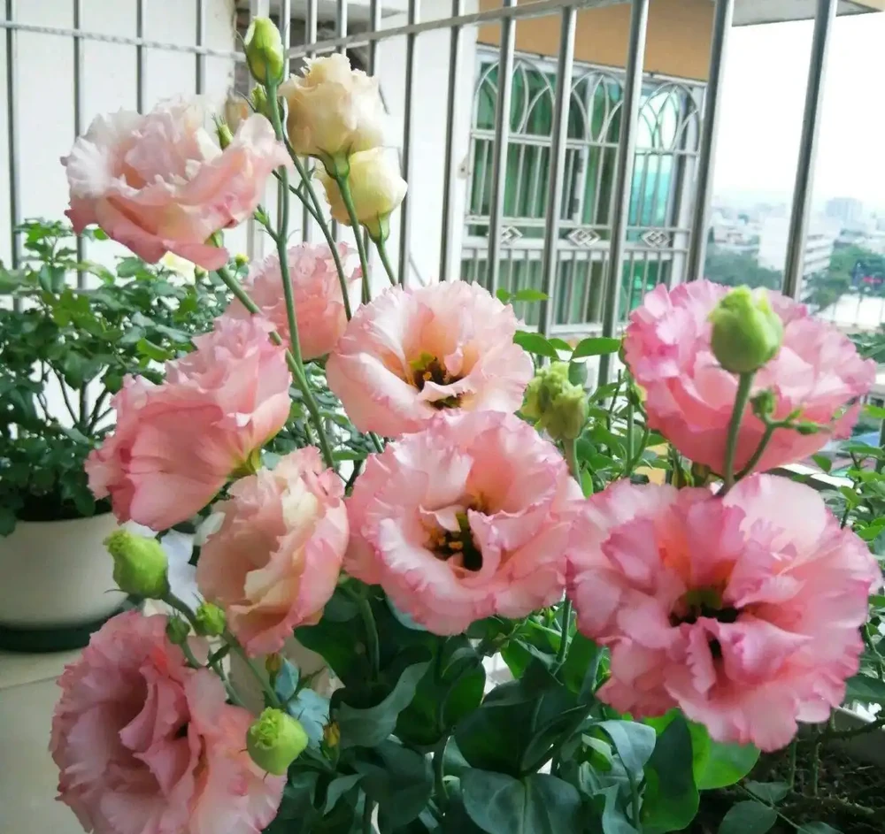 開花期很長