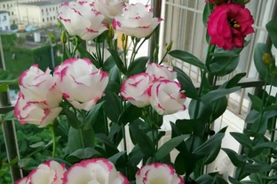 此花是世界名花，號稱「無刺玫瑰」，好養易管理，還是盆栽佳物！