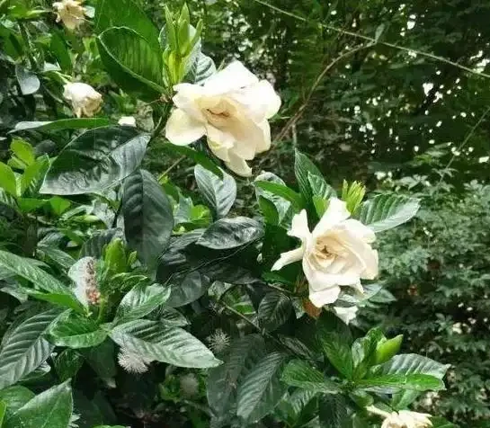 養花如何避免黃葉、長得慢？4種「神仙水」澆花，植株葉綠根壯