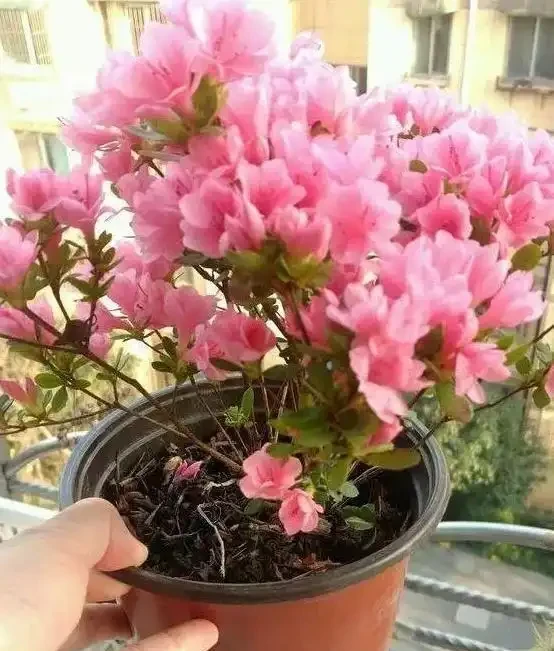 養花如何避免黃葉、長得慢？4種「神仙水」澆花，植株葉綠根壯