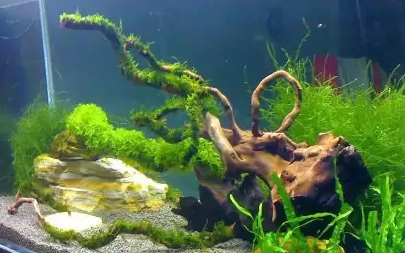 養花如何避免黃葉、長得慢？4種「神仙水」澆花，植株葉綠根壯