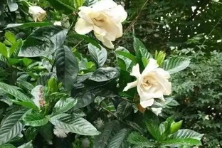 養花如何避免黃葉、長得慢？4種「神仙水」澆花，植株葉綠根壯