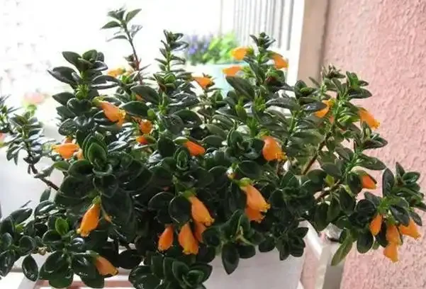 新手養花葉片發蔫怎麼辦？弄懂4個小知識點，分情況解決問題