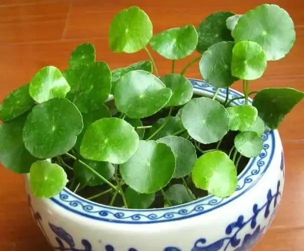 新手養花葉片發蔫怎麼辦？弄懂4個小知識點，分情況解決問題