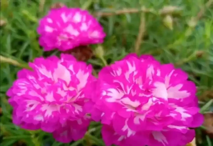 開花美豔，絕對好養，開花期超長的新品種重瓣松葉牡丹-松葉牡丹