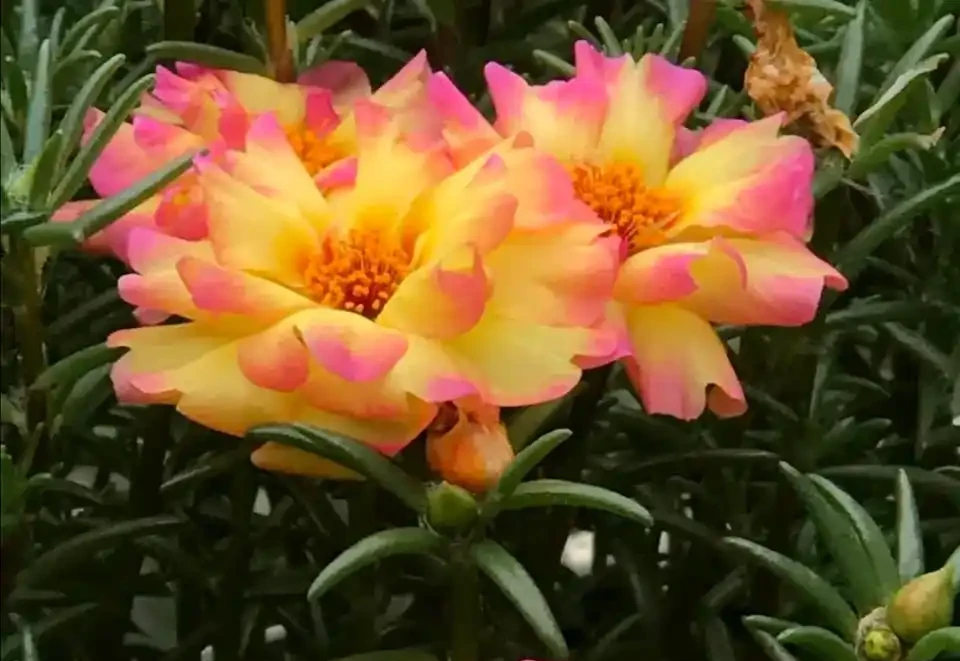 開花美豔,絕對好養,開花期超長的新品種重瓣松葉牡丹-松葉牡丹