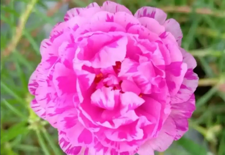 開花美豔,絕對好養,開花期超長的新品種重瓣松葉牡丹-松葉牡丹