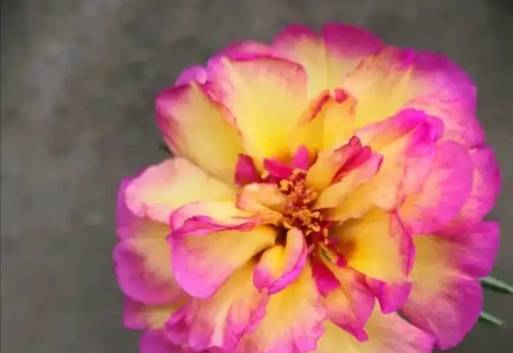 開花美豔,絕對好養,開花期超長的新品種重瓣松葉牡丹-松葉牡丹