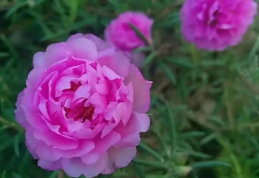 開花美豔,絕對好養,開花期超長的新品種重瓣松葉牡丹-松葉牡丹