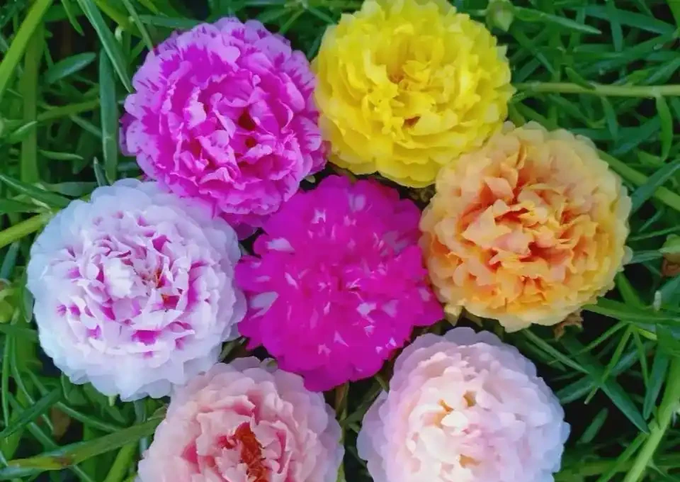 開花美豔,絕對好養,開花期超長的新品種重瓣松葉牡丹-松葉牡丹