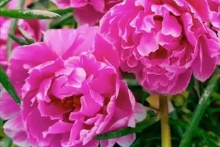 開花美豔，絕對好養，開花期超長的新品種重瓣松葉牡丹-松葉牡丹