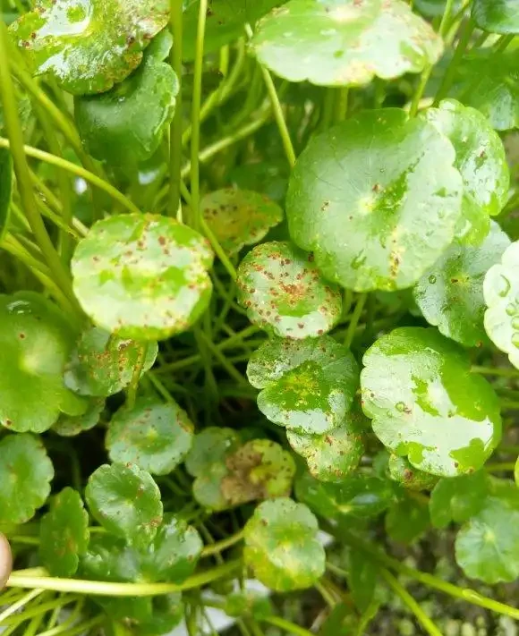 最好養的銅錢草,「發泡煉石」墊底,長的跟豆芽一樣,葉子硬幣大