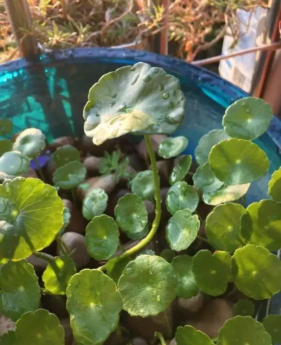 最好養的銅錢草,「發泡煉石」墊底,長的跟豆芽一樣,葉子硬幣大